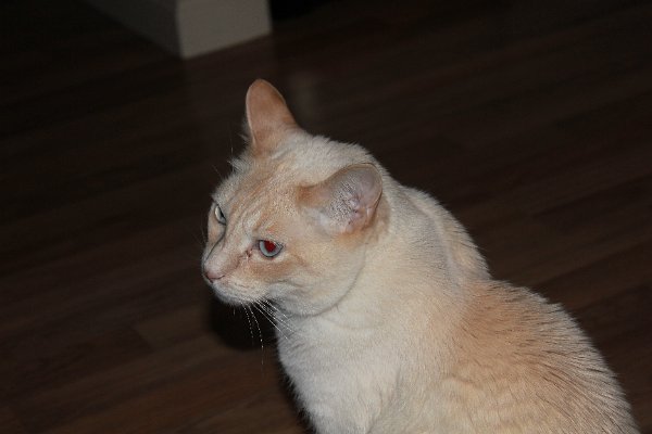 New Camera Dec2010 331